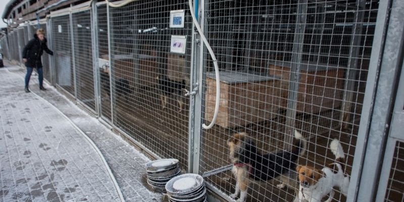 Przyjęto program opieki nad zwierzętami bezdomnymi w Gdańsku