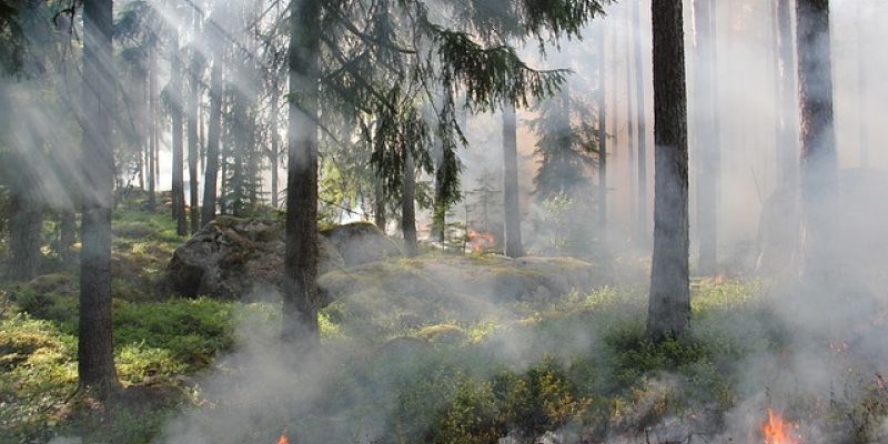 Wysokie zagrożenie pożarowe w lasach