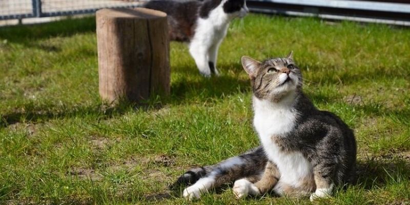 „Koty na wypadzie” w sobotę przy molo w Brzeźnie
