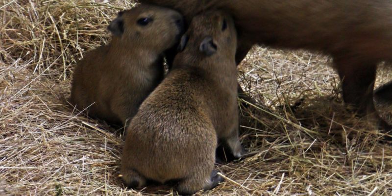 Gdańskie zoo powitało dwa maleństwa - kapibary, które kiedyś będą ważyć ponad 60 kg