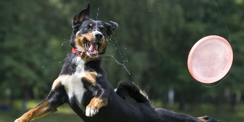 Mobilna Klinika Bayer zaprasza na bezpłatne konsultacje weterynaryjne podczas zawodów „Latające Psy”