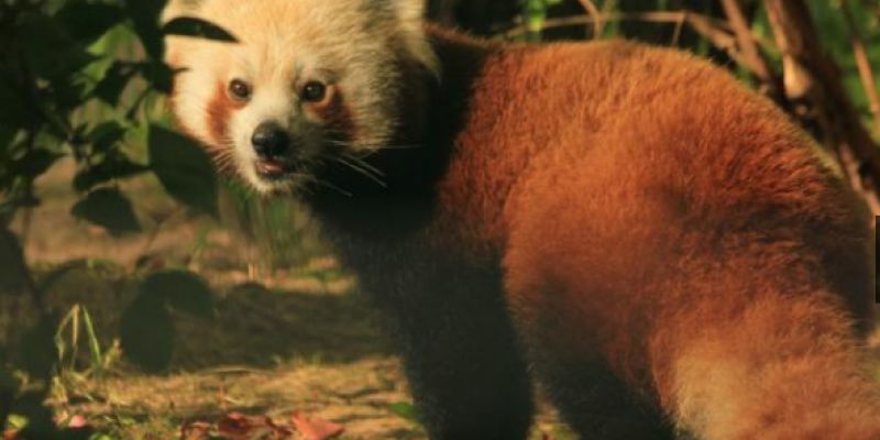 Panda mała zamieszkała w ZOO