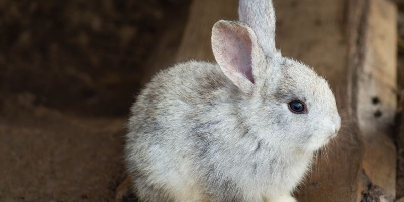 Pieski świat zwierząt, czyli los królików doświadczalnych i nie tylko