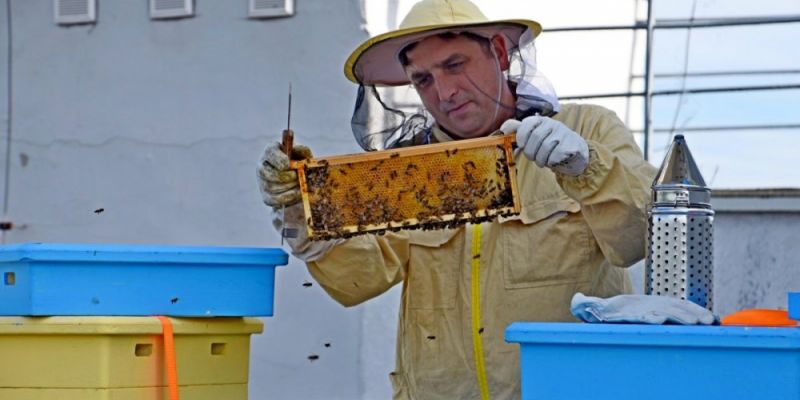 200 tysięcy pszczół na dachu Urzędu Miasta