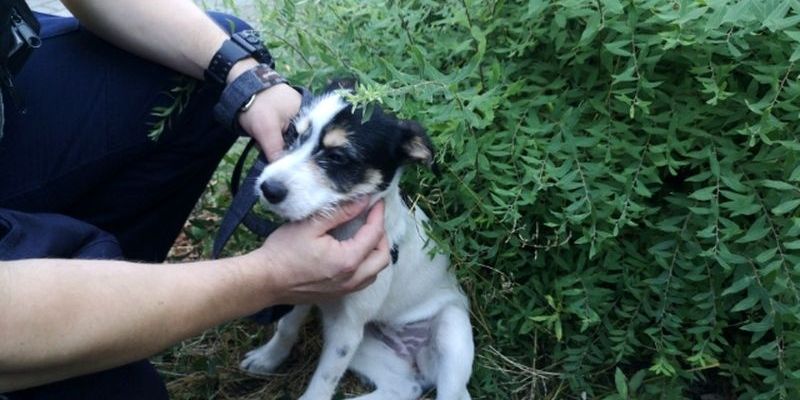 Policjanci wybili szybę, by ratować psa