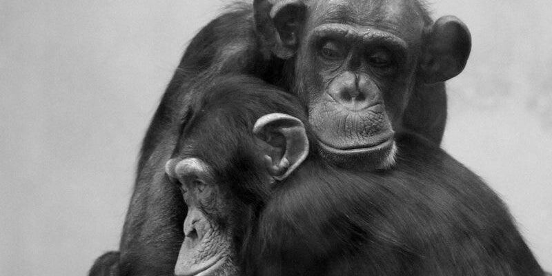 Odeszła Kasia, najstarsza szympansica w Polsce