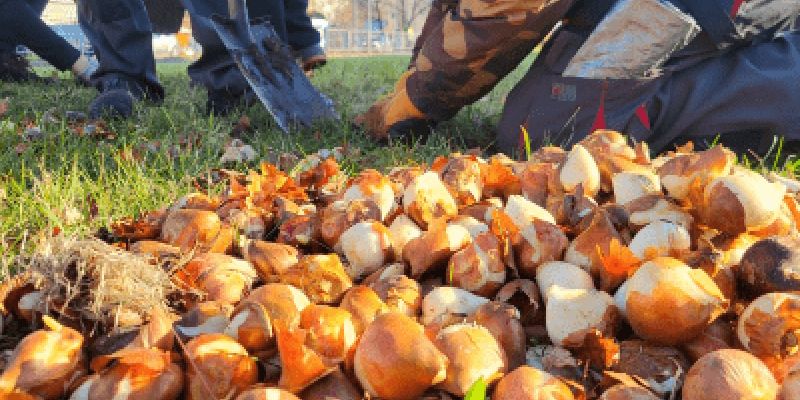 Warszawskie pętle zmieniają się w zielone enklawy. 30 tys. tulipanów, nowe drzewa i krzewy już posadzone
