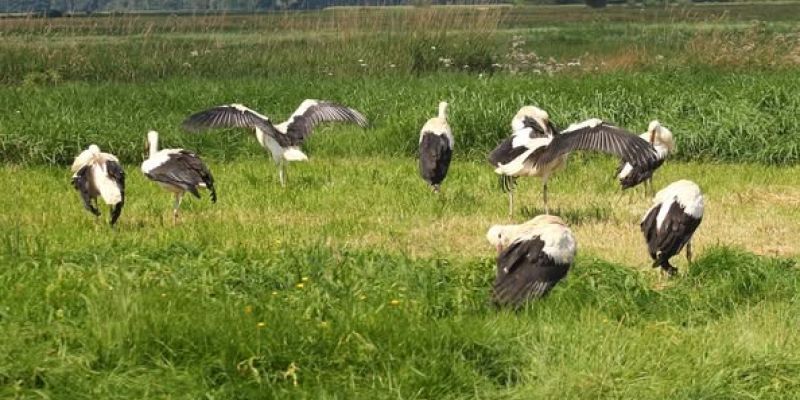 17 bocianów wróciło do natury dzięki Ptasiemu Azylowi Warszawskiego ZOO
