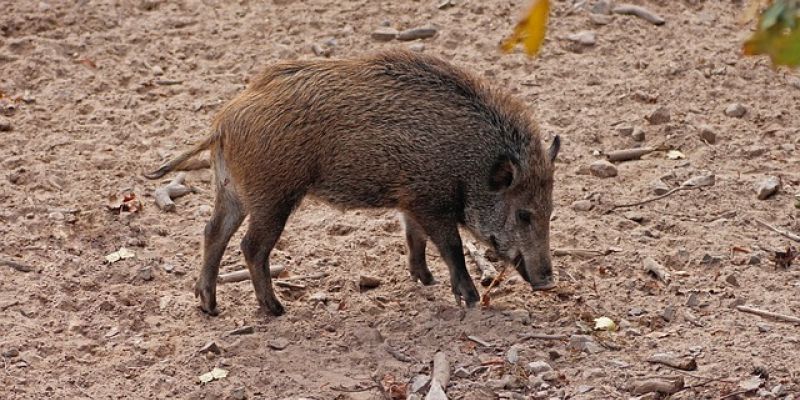 ASF- jest pierwszy potwierdzony przypadek w Gdańsku