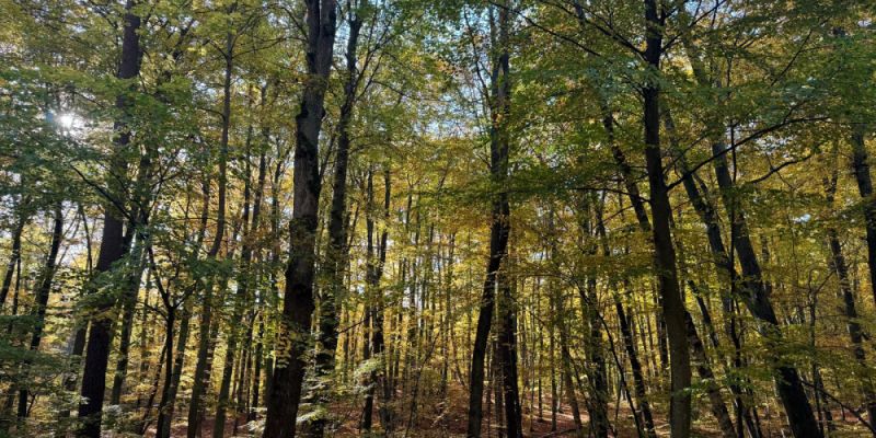 Wypadek podczas wycinki w Lesie Kabackim. Leśniczy trafił do szpitala