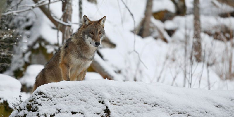 Wilki w lasach pod Piasecznem. Jest apel nadleśnictwa