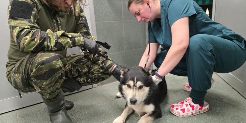 Warszawskie Schronisko na Paluchu przyjmuje psy z likwidowanego schroniska w Mąkosach Nowych