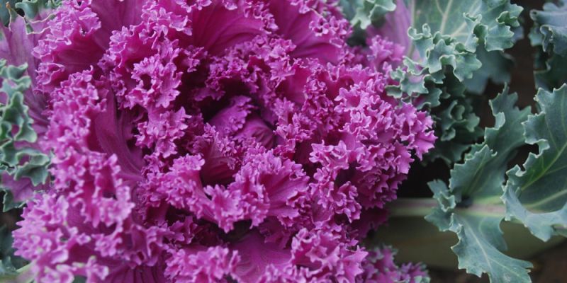 Jarmuż w kwietnikach - nowa zieleń na warszawskich pętlach