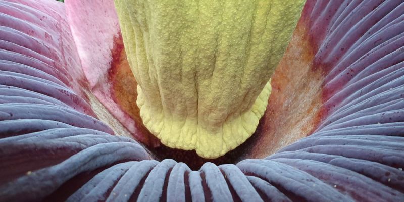 Dziwidło olbrzymie znów zakwitło w Ogrodzie Botanicznym UW