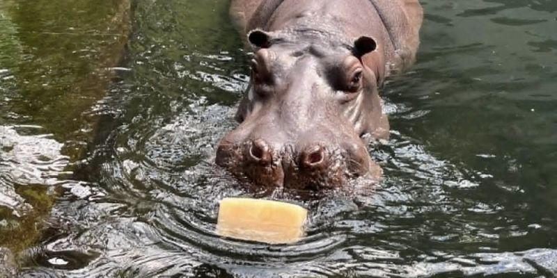 Jak ZOO w stolicy chroni zwierzęta przed upałami?