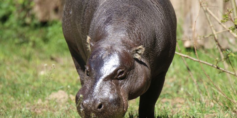 Najmodniejszy hipopotam w gdańskim ZOO zyskał opiekuna