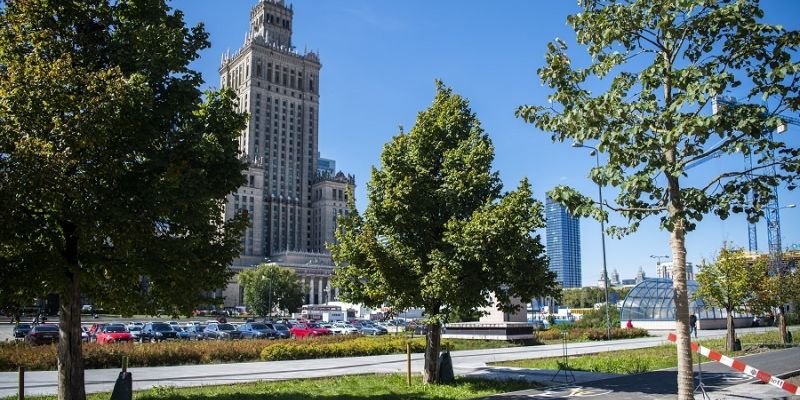 Nowe Centrum Warszawy - 118 dużych drzew do końca roku