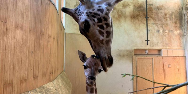 Kolejne narodziny w warszawskim ZOO