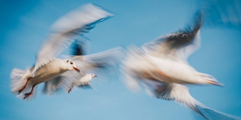 Malowane Ptaki / Wystawa Fotografii / Piotr Żagiell