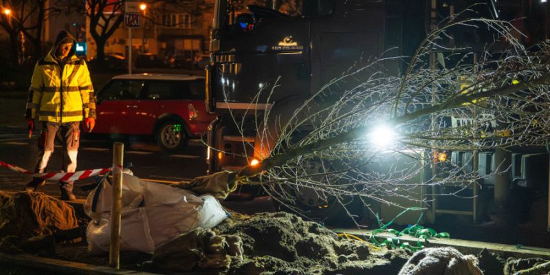 Pierwsze drzewa już rosną wzdłuż torowiska na Marszałkowskiej - zielone centrum Warszawy nabiera nowych kształtów
