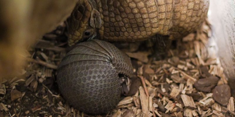 Kolejne narodziny w warszawskim ZOO