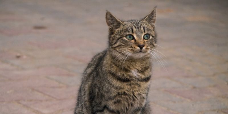 Kolejnych 55 domków dla kotów zostanie przekazanych gdańszczanom