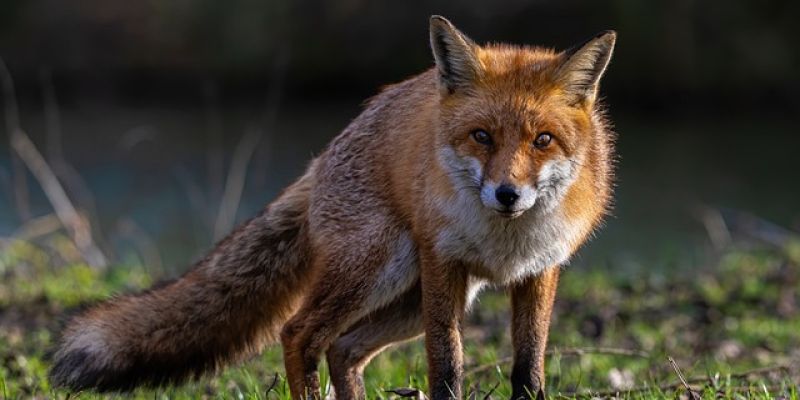 Uważajcie na czworonogi. Już wkrótce rozrzucone zostaną specjalne batony z przynętą