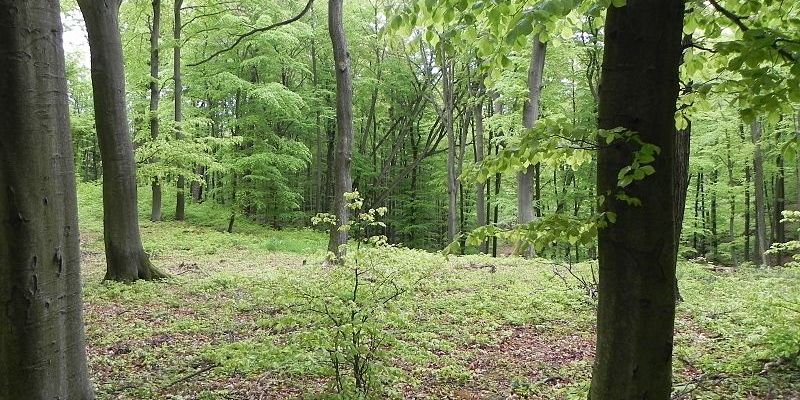 Rada miasta Sopotu chce chronić lasy w mieście