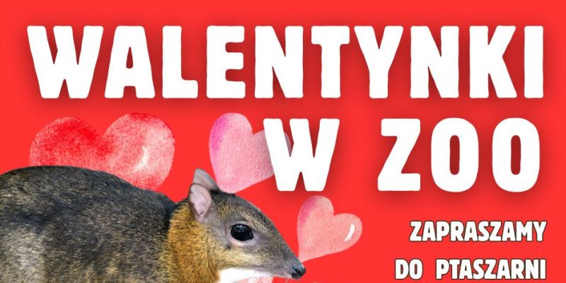 „Zabierz do ZOO drugą połówkę za złotówkę” - walentynki w warszawskim ZOO