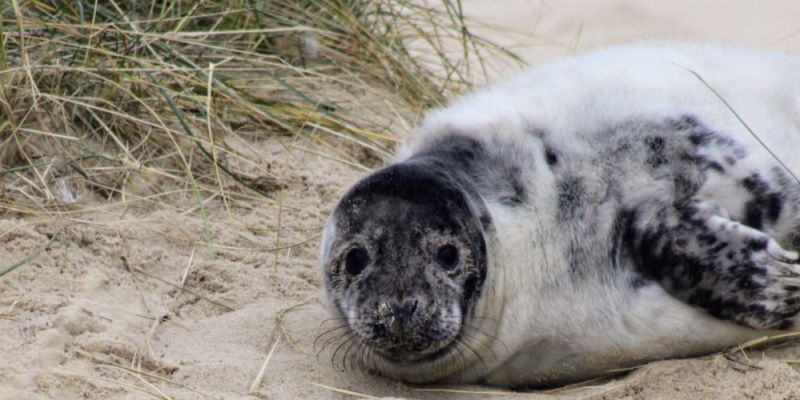 Martwa foka znaleziona na plaży w Karwieńskich Błotach. Interweniował Błękitny Patrol WWF