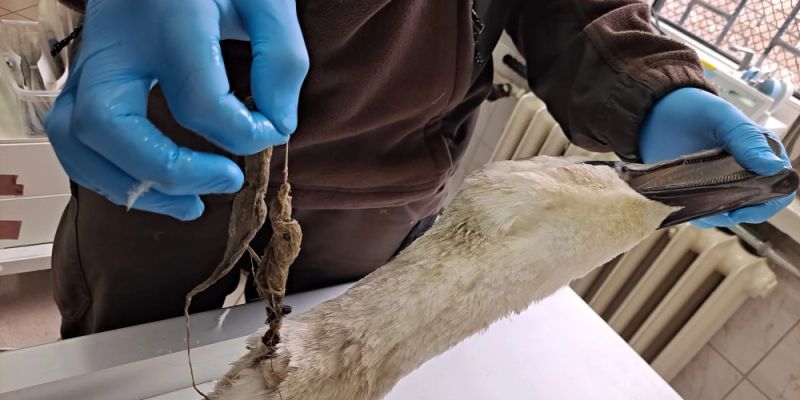 Porzucone żyłki i haczyki – śmiertelne pułapki dla ptaków nad Wisłą