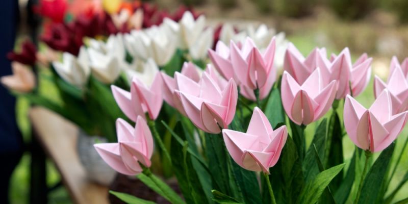Tulipany na Bielanach