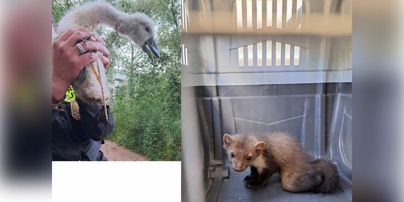 W Ekopatrolu nie ma nudy - łabędź z wbitym w szyje haczykiem wędkarskim