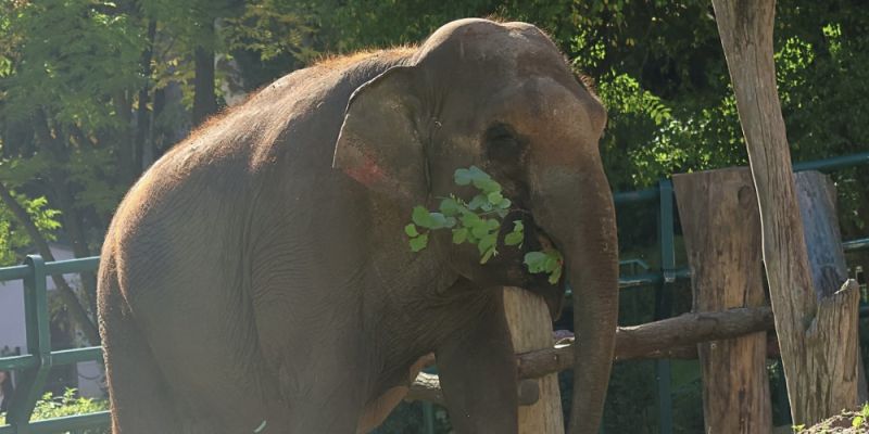 Gdańskie ZOO żegna się ze słonicą Wiką