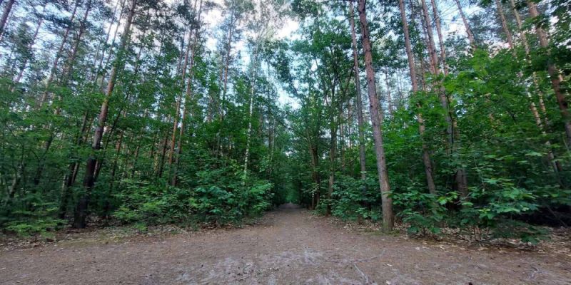 Leśna klimatyzacja kontra upał
