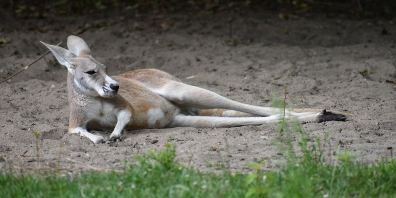 Jutro w warszawskim ZOO Dzień Kangura