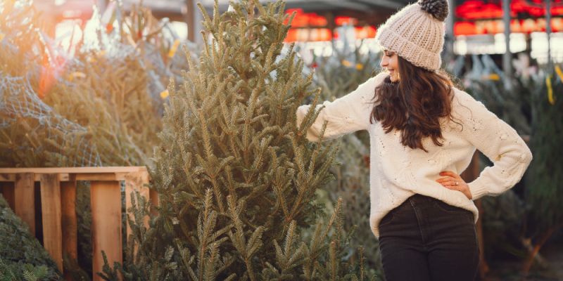 Świąteczny prezent od Bemowa: jodły dla tysiąca mieszkańców