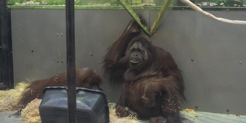 Raja i Albert. Gdańskie zoo jest jedynym w Polsce, w którym mieszkają orangutany