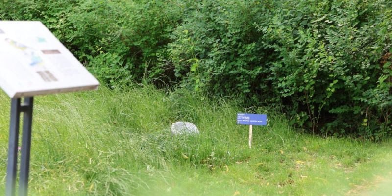 Poidełka dla wróbelka - akcja na Bielanach