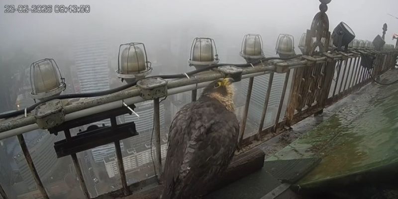 Nowa sokolica w gnieździe na szczycie Pałacu Kultury i Nauki