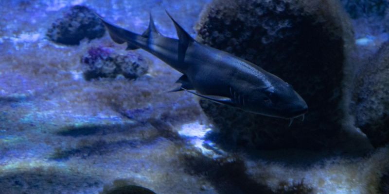 Warszawskie ZOO świętuje Dzień Rekinów i Płaszczek