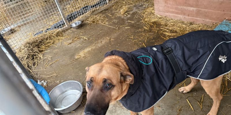 Nowy wybieg sensoryczny na Paluchu. Schronisko podpisuje umowę z PPL i odpiera zarzuty