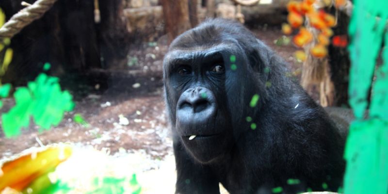 Warszawskie ZOO ma nowych mieszkańców