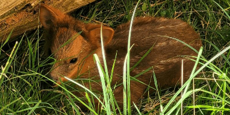 Warszawskie ZOO ogłosiło konkurs na imię  dla pudu