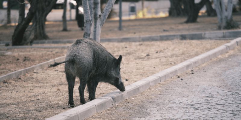 Miejskie sąsiedztwo z dziką naturą: Jak bezpiecznie funkcjonować obok dzików?