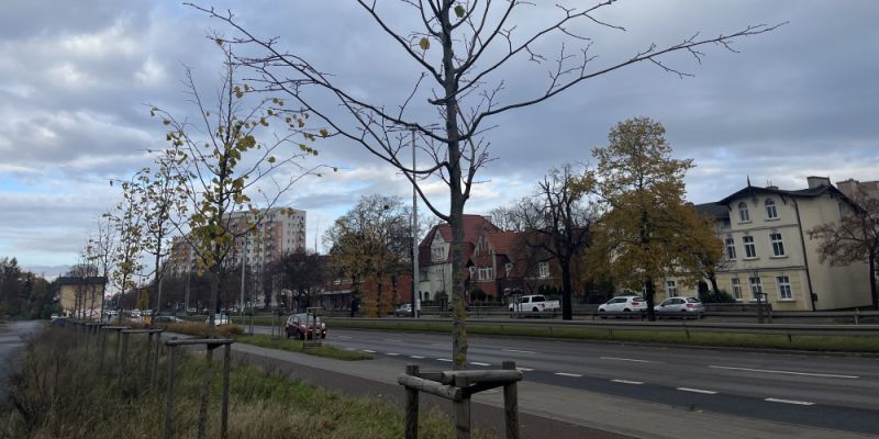 Nowe drzewa w Gdańsku. Pierwsze nasadzenia zaczną się w Oliwie