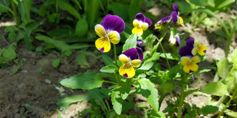 Trwają nasadzenia kwiatów na warszawskich pętlach