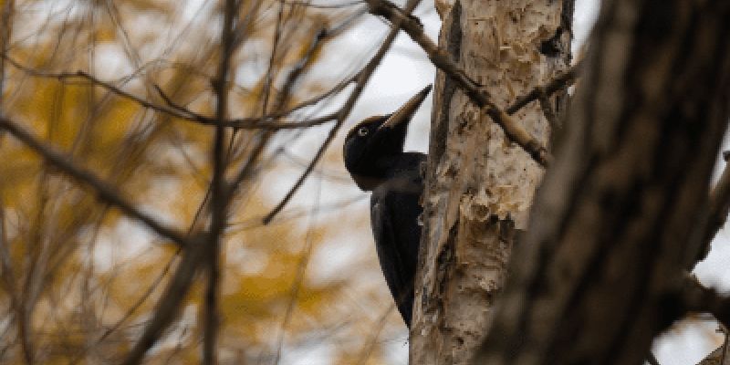 Jak prawidłowo dokarmiać ptaki zimą? Miasto podpowiada