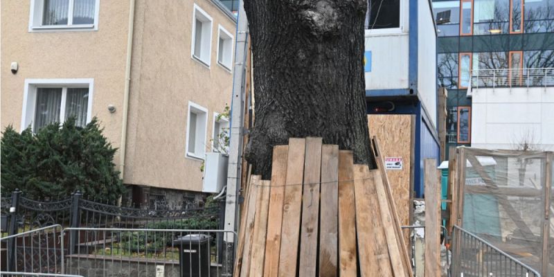 Dęby przy ul. Kostki-Napierskiego są bezpieczne