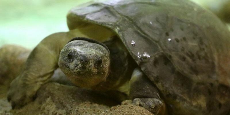 Krytycznie zagrożony gatunek żółwia azjatyckiego wykluł się w gdańskim zoo